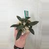 plant/Hoya Rosita Splash-0-thumbnail