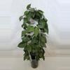 plant/Hoya Parasitica Black Margin-0-thumbnail