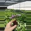 plant/Begonia red kiss starter plant growera choice-6-thumbnail