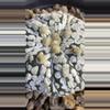 plant/Astrophytum Asterias-3-thumbnail