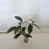 plant/Hoya Callistophylla Black Cat-1-thumbnail