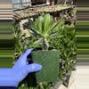 plant/Pachypodium Horembense 3.75" pot-1-thumbnail