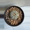 plant/Astrophytum Asterias-1-thumbnail