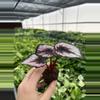 plant/Begonia red kiss starter plant growera choice-2-thumbnail
