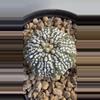 plant/Astrophytum Asterias-4-thumbnail