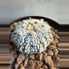 plant/Astrophytum Asterias-1-thumbnail