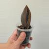 plant/raven zz variegated (Zamioculcas zamiifolia) 0031-0-thumbnail