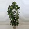 plant/Hoya Parasitica Black Margin-1-thumbnail