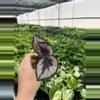 plant/Begonia red kiss starter plant growera choice-4-thumbnail