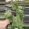 plant/Philodendron white knight marble 4” pot specific plant-2-thumbnail