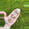 plant/Flower Agate Palm Stone / Plume Agate Cookie Shape / Madagascar-3-thumbnail