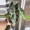 plant/Alocasia Pink Dragon Albo Corms-1-thumbnail
