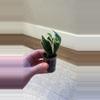 plant/Hoya Polyneura ‘Albo’-1-thumbnail