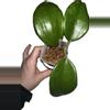 plant/Hoya  Surigaoensis—Free Shipping-0-thumbnail