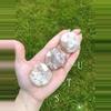 plant/Flower Agate Palm Stone / Plume Agate Cookie Shape / Madagascar-6-thumbnail