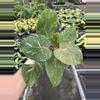 plant/Philodendron white knight marble 4” pot specific plant-1-thumbnail