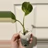plant/Epipremnum Aurea “Colorado Constellation”-0-thumbnail