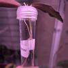 plant/Hoya Sigillatis Inner Variegated-1-thumbnail