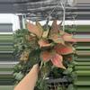 plant/Aglaonema wishes 6” pot growers choice-3-thumbnail