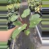 plant/Philodendron white knight marble 4” pot specific plant-5-thumbnail