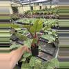 plant/Philodendron white knight marble 4” pot specific plant-6-thumbnail