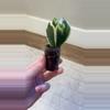 plant/Hoya Polyneura ‘Albo’-0-thumbnail
