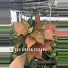 plant/Aglaonema wishes 6” pot growers choice-0-thumbnail