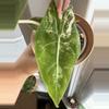 plant/Alocasia Pink Dragon Albo Corms-0-thumbnail
