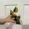 plant/Philodendron Micans Aurea-0-thumbnail