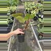 plant/Philodendron white knight marble 4” pot specific plant-6-thumbnail