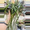 plant/Rhipsalis Pacheco Leonis ssp. Catenulata cutting-1-thumbnail