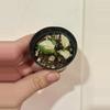 plant/Epipremnum Aurea “Japanese Global”-0-thumbnail