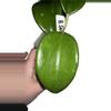 plant/Hoya  Surigaoensis—Free Shipping-1-thumbnail