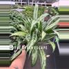 plant/Aglaonema cutlass 6” pot growers choice-0-thumbnail