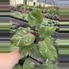 plant/Philodendron white knight marble 4” pot specific plant-0-thumbnail