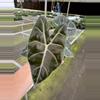 plant/Alocasia watsoniana purple vein 4” pot growers choice-2-thumbnail