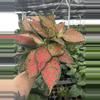 plant/Aglaonema wishes 6” pot growers choice-1-thumbnail