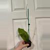 plant/Hoya Vitellinoides-0-thumbnail
