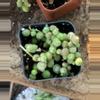 plant/Variegated Pearls 2”-0-thumbnail