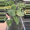 plant/Philodendron white knight marble 4” pot specific plant-3-thumbnail
