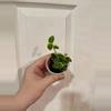 plant/Hoya Cummingiana Albo-0-thumbnail