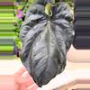 free_shipping/Dressleri rg f1A x carlablackiae Amanda seed-0-thumbnail