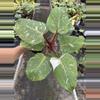plant/Philodendron white knight marble 4” pot specific plant-0-thumbnail