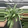 plant/Aglaonema cutlass 6” pot growers choice-3-thumbnail