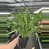 plant/Aglaonema cutlass 6” pot growers choice-5-thumbnail