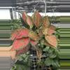 plant/Aglaonema wishes 6” pot growers choice-2-thumbnail