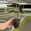 plant/Alocasia watsoniana purple vein 4” pot growers choice-6-thumbnail