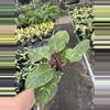plant/Philodendron white knight marble 4” pot specific plant-5-thumbnail