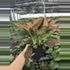 plant/Aglaonema wishes 6” pot growers choice-4-thumbnail