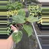 plant/Philodendron white knight marble 4” pot specific plant-4-thumbnail